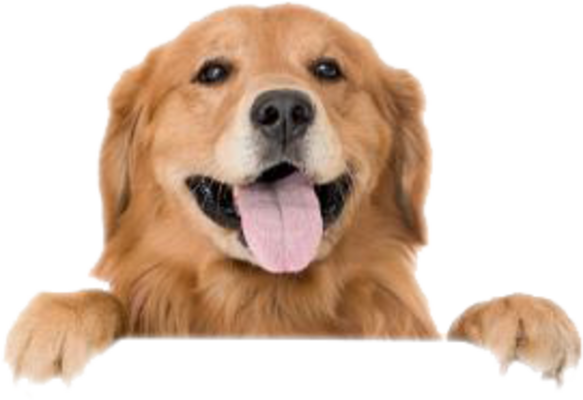 Collezione Cane